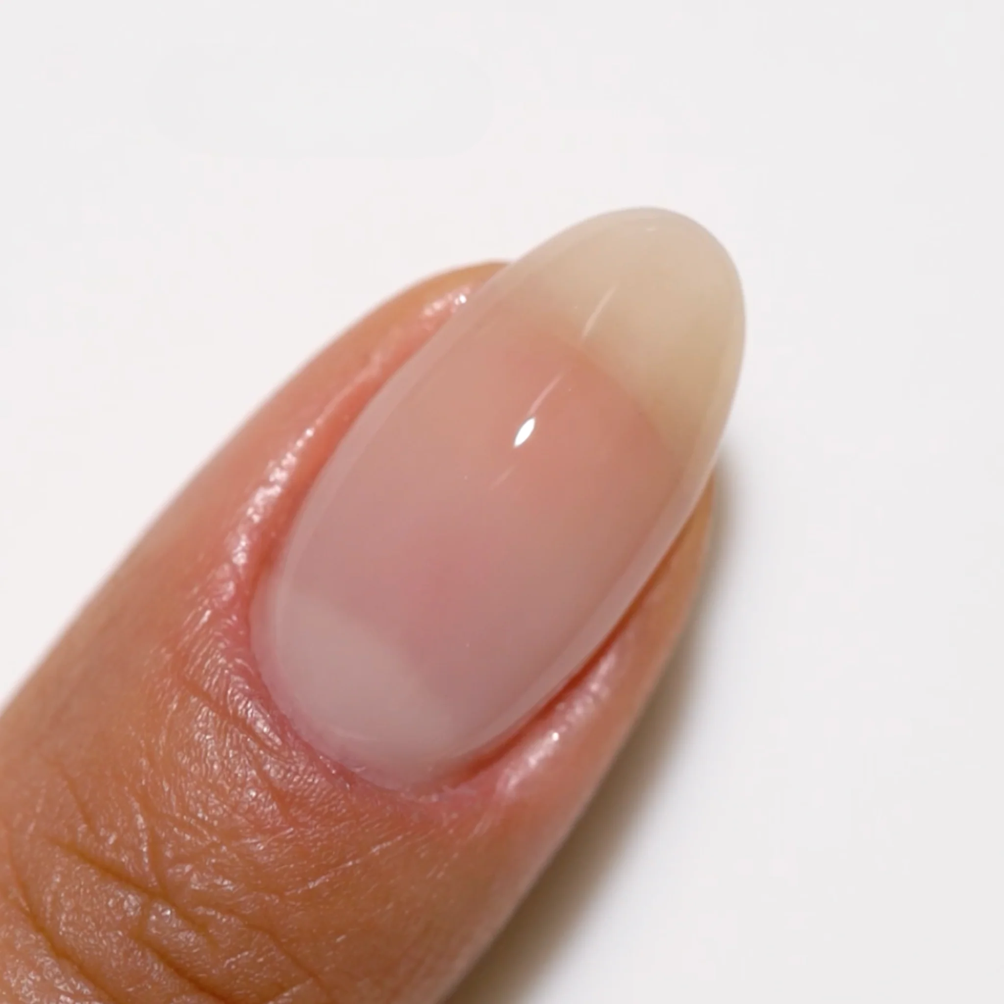 Sheer Sugar #2443 - Image 3